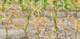 'We're talking about enough food for hundreds of millions of people': Why are crops suddenly failing in different parts of the world?